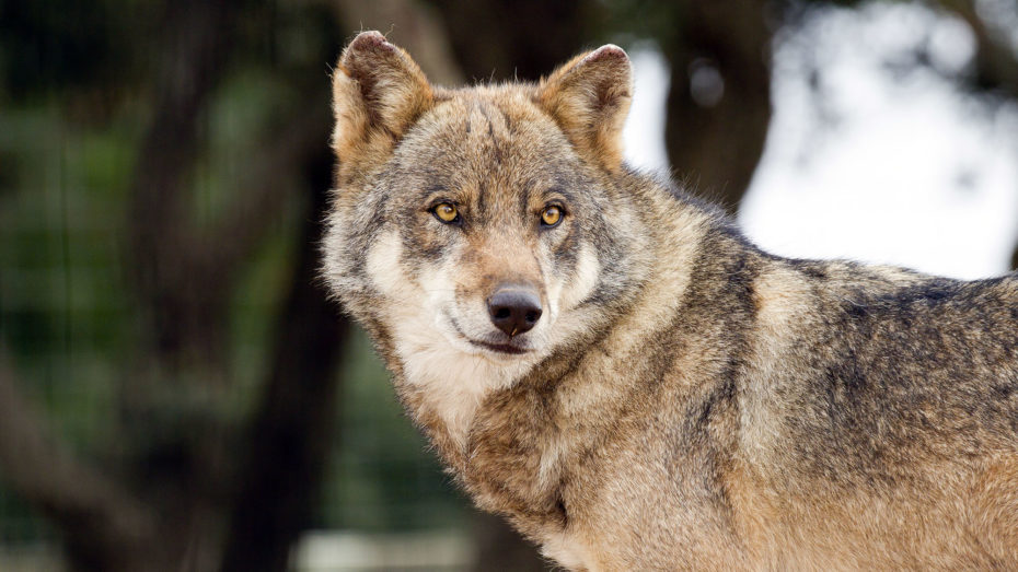 Le Zoo De La Barben Parc Animalier Au Coeur De La Provence